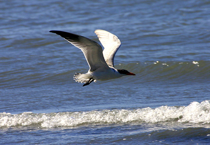 Caspian Tern